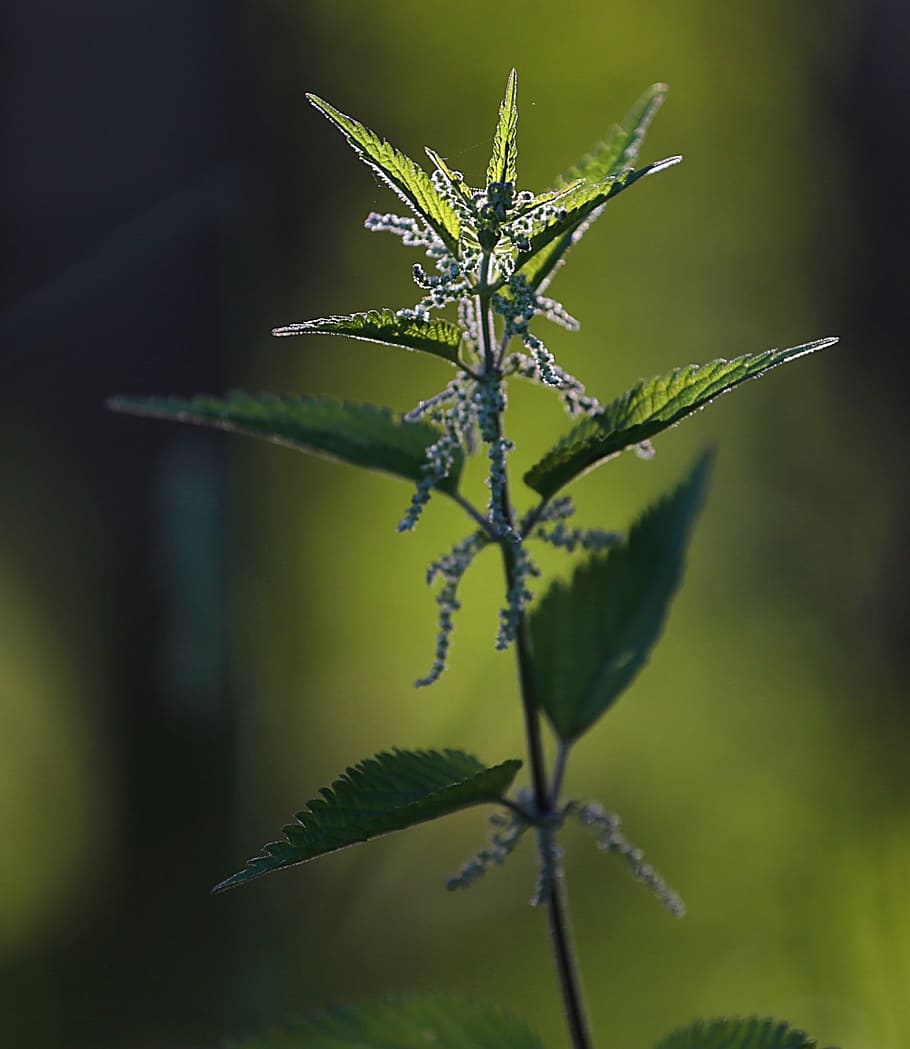 Nessel, Nahansicht, Makro, Sommer-, Grün, Blatt, Gras, grüne Blätter, grünes Gras, Grüns, im Sommer, Blätter von Gras, Blätter, Spikes, Sommertag, Brennnessel, kratzig, Pflanze, Fokus auf den Vordergrund, Schönheit in der Natur, Wachstum, Blume, Natur, grüne Farbe, Pflanzenteil, blühende Pflanze, Tag, keine Leute, Insekt, wirbellos, ein Tier, Verletzlichkeit, Zerbrechlichkeit, Tiere in freier Wildbahn, Frische, draußen, Blütenkopf, Kelchblatt, 2K