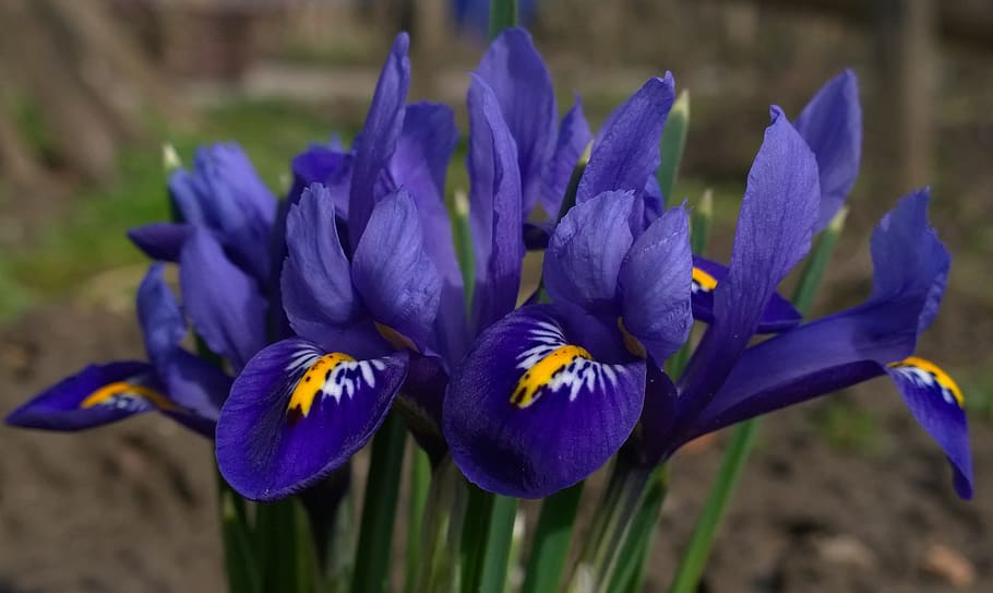 primavera crocus, flor, púrpura, primavera, flor de azafrán, naturaleza, planta, azafrán, belleza en la naturaleza, de cerca, pétalo, verano, cabeza de flor, al aire libre, azul, color verde, macro, crecimiento, fragilidad, planta floreciendo, vulnerabilidad, frescura, inflorescencia, centrarse en primer plano, día, nadie, iris, 2K