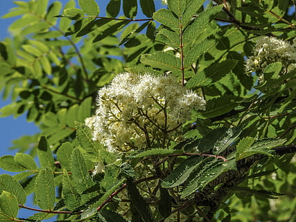 Berg Asche, Asche, Blüte, Baum, Pflanze, Ast, Grün, Natur, Blühen, Blatt, Flora, Eberesche, Weiß, Wachstum, Garten, natürlich, hell, Blume, Bündel, Blütenblatt, grüne Farbe, keine Leute, Pflanzenteil, Schönheit in der Natur, Frische, Fokus auf den Vordergrund, blühende Pflanze, Nahansicht, Tag, Verletzlichkeit, Zerbrechlichkeit, Sonnenlicht, draußen, weiße Farbe, Blütenkopf, 2K, CC0, gemeinfrei, lizenzfrei