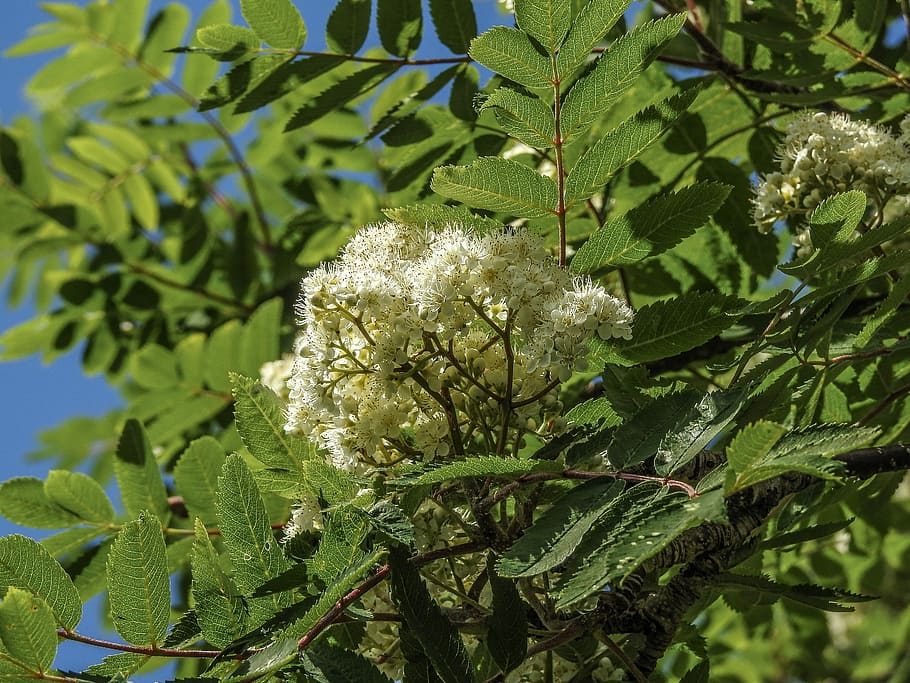 Berg Asche, Asche, Blüte, Baum, Pflanze, Ast, Grün, Natur, Blühen, Blatt, Flora, Eberesche, Weiß, Wachstum, Garten, natürlich, hell, Blume, Bündel, Blütenblatt, grüne Farbe, keine Leute, Pflanzenteil, Schönheit in der Natur, Frische, Fokus auf den Vordergrund, blühende Pflanze, Nahansicht, Tag, Verletzlichkeit, Zerbrechlichkeit, Sonnenlicht, draußen, weiße Farbe, Blütenkopf, 2K