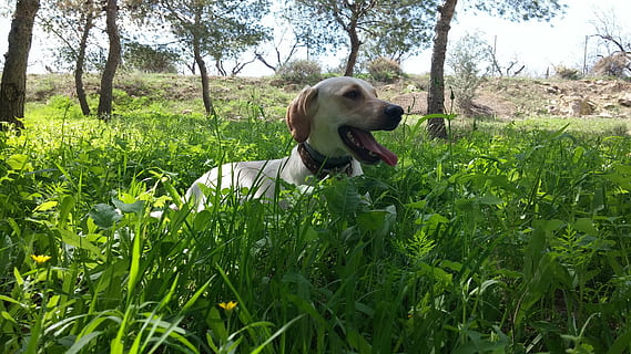 Sky, tæve, hund, Mark, dyr, kæledyr, himmel, grøn, natur, Sprog, lykke, hunde, et dyr, plante, husdyr, indenlandske, dyre temaer, pattedyr, grøn farve, vækst, hvirveldyr, græs, træ, ingen mennesker, dag, jord, udendørs, munden åben, weimaraner, 4K, CC0, offentligt domæne, royaltyfrie