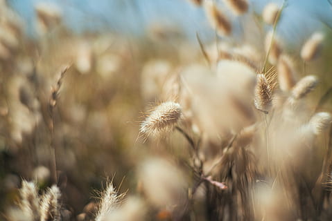 fotografia ravvicinata, Marrone, erba, selettivo, foto di messa a fuoco, fiori, estate, drenare, drenato, corsa, cannuccia, cielo, roccia, pianta, spiaggia, mare, dettaglio, macro, sfocatura, natura, fiore, crescita, bellezza nella natura, avvicinamento, terra, nessuno, campo, freschezza, messa a fuoco selettiva, incolto, ambiente, la tranquillità, retroilluminato, prato, pianura, pianta fiorita, all'aperto, illuminata, 5K, CC0, dominio pubblico, privo di copyright