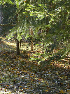 floresta, sol inundado, luz de fundo, arvores, lado de fora, natureza, outono, temporada, Outono dourado, cores de outono, folhas de outono, colorida, tons, árvore, plantar, crescimento, terra, ninguém, dia, tranquilidade, luz solar, folha, beleza na natureza, parte da planta, ao ar livre, cor verde, cena tranquila, ramo, trilha, queda, 4K, CC0, domínio público, royalty free