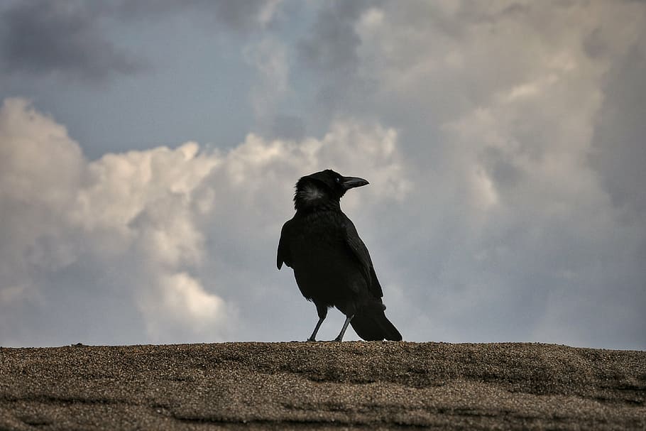 selectiu, focalitzar la fotografia, negre, ocell, animal, cel, núvol, platja, Corb, aus silvestres, animal salvatge, natural, a tot arreu, Crow ho faré, un animal, núvol - cel, temes d'animals, a l'aire lliure, dia, corb - ocell, cap gent, naturalesa, fauna animal, vertebrats, animals a la natura, color negre, longitud completa, posat, medi ambient, terra, paisatge, ominós, 4K