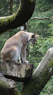 ilves, villi, ilves, villikissa, yksi eläin, päivä, ulkona, puu, eläinten villieläimet, ei ihmisiä, nisäkäs, eläinten teemoja, eläin, eläimiä, kasvi, puu - materiaali, selkärankainen, luonto, puun runko, haara, runko, täyspitkä, näköinen, keskittyä etualalle, 4K, CC0, public domain, rojaltivapaa