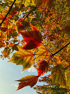 fotografi sudut tinggi, merah, kuning, maple, Daun-daun, krem, Jeruk, tiga, daun, pohon, musim gugur, jatuh, langit, cabang, warna, musim, ponsel, perubahan, menanam, bagian tanaman, keindahan di alam, alam, warna oranye, pertumbuhan, hari, fokus pada latar depan, tidak ada orang, merapatkan, tampilan sudut rendah, pohon maple, di luar rumah, daun maple, kondisi alam, koleksi musim gugur, 4K, CC0, domain publik, bebas royalti