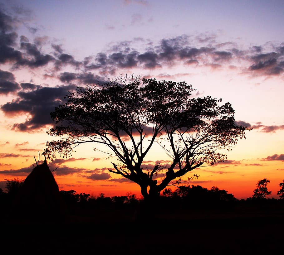 daggry, landskab, natur, himmel, baggrund, sort, grene, skyer, farver, Land, landskabet, mørk, miljø, aften, naturlig, nat, orange, udendørs, landdistrikterne, silhuet, solnedgang, træ, plante, skønhed i naturen, scenics - natur, orange farve, rolig scene, sky - himmel, ro, ingen mennesker, Mark, idyllisk, ikke-urbane scene, jord, vækst, 1080P