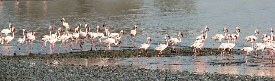 flamencs, cos, aigua, caminar, platja, ramat, molts, naturalesa, ocells, ocell, vida salvatge, flamenc, animal, llac, a l'aire lliure, animals a la natura, vertebrats, grup d’animals, temes d'animals, fauna animal, gran grup d’animals, cap gent, bellesa a la natura, dia, color rosa, vadear, reflexió, ramat d’ocells, ocell d’aigua dolça, llacuna, 2K