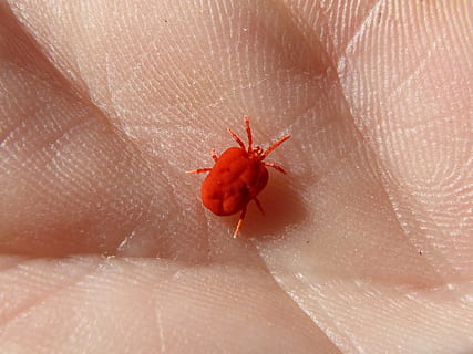 bug rosso, insetto, mano, minuscolo, rosso, macro, avvicinamento, natura, animale, zecca, un animale, parte del corpo umano, temi animali, mano umana, fauna selvatica, una persona, animali allo stato selvatico, invertebrato, persone reali, persona irriconoscibile, dito, parte del corpo, dito umano, giorno, 1080P, CC0, dominio pubblico, privo di copyright