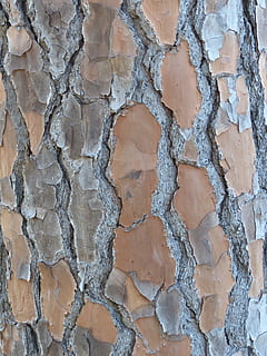 bark, træstamme, struktur, træ, Brun, bagagerum, ru, overflade, tømmer, træ-, materiale, fyrretræ, miljø, forvitret, korn, revnet, robust, baggrunde, mønster, tekstureret, abstrakt, murbygningsfunktion, cement, natur, gammel, arkitektur, tæt på, snavset, overflade niveau, beton, marmor, stenmateriale, fuld ramme, ingen mennesker, bygget struktur, dag, væg, udendørs, gulve, beskadiget, mursten, tekstureret effekt, 2K, CC0, offentligt domæne, royaltyfrie
