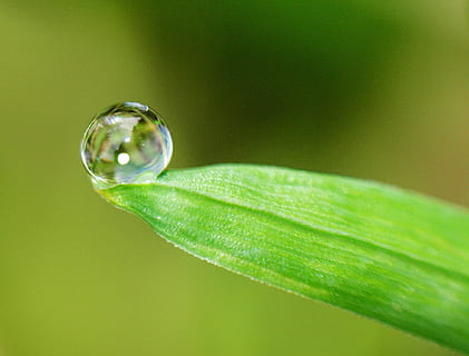 Mikro, Fotografie, Wassertau, Grün, Blatt, fallen, Pflanzenteil, grüne Farbe, Natur, Wasser, keine Leute, Nahansicht, Pflanze, Frische, Umgebung, Makro, extreme Nahaufnahme, Reinheit, transparent, Umweltschutz, Fokus auf den Vordergrund, Schönheit in der Natur, draußen, Tau, 1080P, CC0, gemeinfrei, lizenzfrei