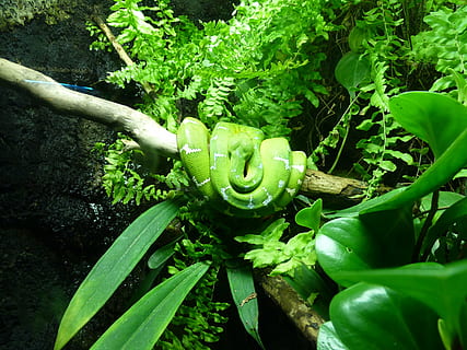 slange, grøn, træ python, krybdyr, jungle, toksisk, grøn farve, plante, vækst, plante del, blad, natur, træ, ingen mennesker, tæt på, skønhed i naturen, dag, udendørs, spiralformet, Skov, rullet op, slyngtråd, jord, høj vinkel visning, afdeling, 4K, CC0, offentligt domæne, royaltyfrie