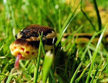 snake, ball python, garden, camouflage, foraging, python regius, beauty, golden, animal themes, one animal, animal, animal wildlife, animals in the wild, plant, grass, close-up, nature, reptile, vertebrate, no people, green color, animal body part, day, invertebrate, focus on foreground, land, poisonous, animal head, animal mouth, blade of grass, 2K, CC0, public domain, royalty free