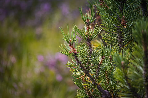 furu, dverg furu, detalj, makro, nåler, grønn, torv-bog, sommer, anlegg, vekst, furutre, skjønnhet i naturen, nåletre, grønn farge, tre, nærbilde, fokusere på forgrunnen, natur, nål - plantedel, dag, Pinaceae, gren, ingen folk, selektiv fokusering, blomst, ro, utendørs, blad, lilla, 5K, CC0, offentlig domene, opphavsrett gratis