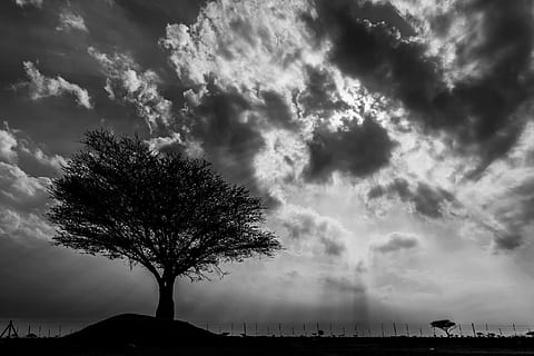silhouette, trefotografi, tre, fotografering, svart og hvit, natur, landskap, himmel, sky - himmel, utendørs, scenics, anlegg, skjønnhet i naturen, naturskjønnhet - natur, ro, rolig scene, ingen folk, miljø, felt, storm, land, dag, ikke-urbane scene, 1080P, CC0, offentlig domene, opphavsrett gratis