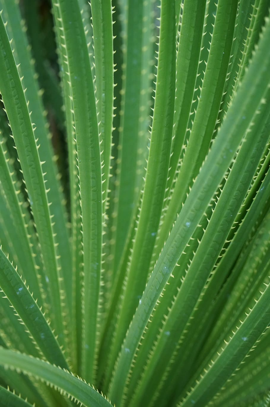 ต้นกระบองเพชร, สีเขียว, คม, เท็กซัส, sotol, dasylirion texanum, ปลูก, ธรรมชาติ, cacti, พฤกษศาสตร์, ใบไม้, แบบแผน, ส่วนของพืช, เต็มกรอบ, ภูมิหลัง, ใกล้ชิด, การเจริญเติบโต, ไม่มีคน, ความงามในธรรมชาติ, รูปแบบธรรมชาติ, วัน, ความสด, ต้นไม้, กลางแจ้ง, สภาพภูมิอากาศแบบร้อนชื้น, ต้นปาล์ม, ใบตาล, น้ำค้าง, 4K