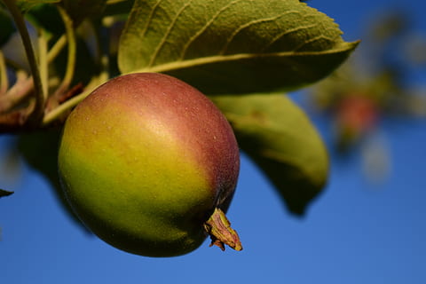 apple, tree, fruit, apple tree, leaves, healthy, green, kernobstgewaechs, nature, summer, immature, small, food and drink, healthy eating, food, freshness, close-up, leaf, plant part, wellbeing, focus on foreground, plant, green color, growth, no people, day, fruit tree, blue, outdoors, ripe, 5K, CC0, public domain, royalty free