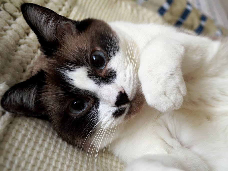oben, Fotografie ansehen, Katze, Siamese, Kätzchen, Haustier, Tier, süß, inländisch, katzenartig, Weiß, flauschige, Süss, pelzig, klein, Whisker, mischen, spielerisch, wenig, Haustiere, ein Tier, Hund, Tierthemen, Kamera betrachten, hinlegen, drinnen, Porträt, keine Leute, Säugetier, Entspannung, Tierkörperteil, Eckzahn, Wirbeltier, Möbel, Nahansicht, Tierkopf, Tierauge, Weichheit, 2K