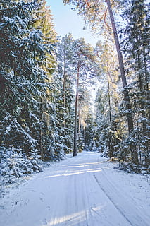 snow-covered, road, surrounded, trees, daytime, snow, filled, pathway, tall, dtrees, winter, tree, forest, lane, track, fir, branch, ice, frost, frozen, plant, cold temperature, beauty in nature, covering, tranquility, no people, nature, tranquil scene, scenics - nature, land, day, growth, white color, non-urban scene, outdoors, woodland, 5K, CC0, public domain, royalty free