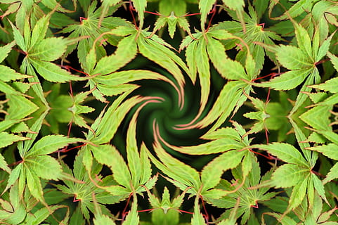 verde, le foglie, albero, acero, canapa, sfondo, caleidoscopio, colore verde, foglia, parte vegetale, crescita, pianta, bellezza nella natura, natura, nessuno, spirale, giorno, avvicinamento, vista dall'alto, all'aperto, terra, la tranquillità, freschezza, campo, fotogramma intero, viticcio, 720P, CC0, dominio pubblico, privo di copyright