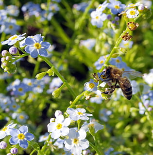 nichts, Blumen, Biene, Bestäubung, bestäuben, Blau, die Delikatesse, Blumenteppich, kleine Blumen, blühend, Flora, Erinnerung, blühende Pflanze, Blume, Insekt, Tiere in freier Wildbahn, wirbellos, Tierthemen, Pflanze, Tier, Tierwelt, ein Tier, Zerbrechlichkeit, Wachstum, Schönheit in der Natur, Frische, Nahansicht, Verletzlichkeit, Blütenblatt, Blütenkopf, Fokus auf den Vordergrund, keine Leute, draußen, Tierflügel, 2K, CC0, gemeinfrei, lizenzfrei