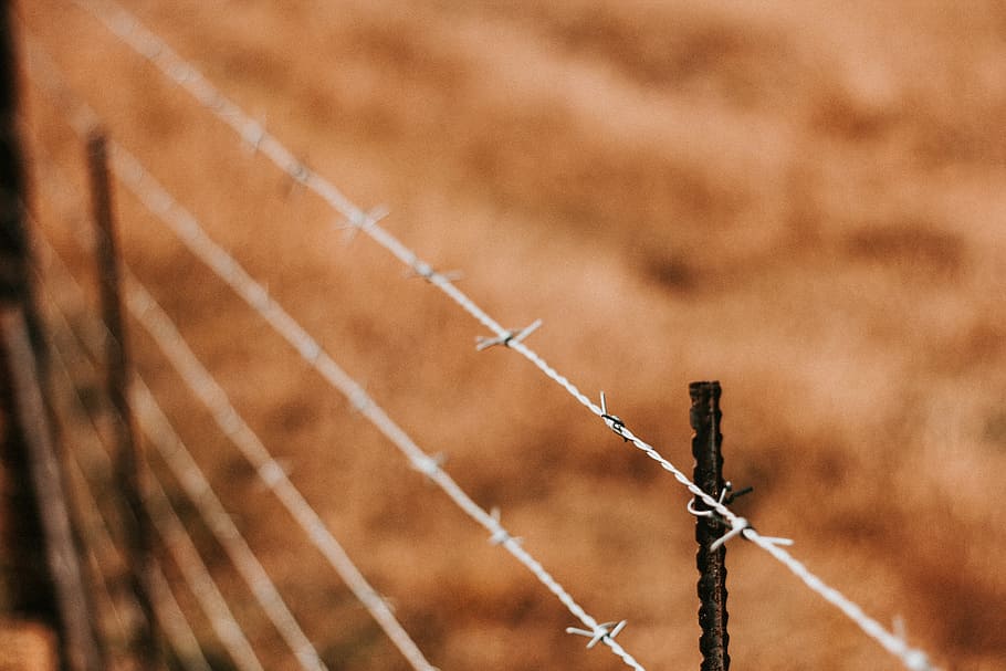 overfladisk, fokus fotografering, barbwires, grå, stål barb wire, hegn, Mark, sikkerhed, pigtråd, spike, gård, Brun, tæt på, dybdeskarphed, natur, udendørs, dyr, tråd, ingen mennesker, grænse, beskyttelse, barriere, metal, dag, baggrunde, landskab, dyr kropsdel, fokus på forgrunden, ranch, 5K