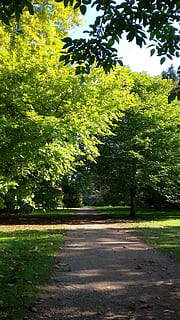 Waldgrün, Bäume, Pfad, Natur, Wald, Grün, Landschaft, Baum, Sommer-, Umgebung, Sonnenlicht, Laub, draussen, Park, keine Leute, Straße, Wachstum, draußen, Pflanze, grüne Farbe, Schönheit in der Natur, Ruhe, Richtung, Tag, Transport, ruhige Szene, der Weg nach vorn, Land, Schatten, Fußweg, 2K, CC0, gemeinfrei, lizenzfrei