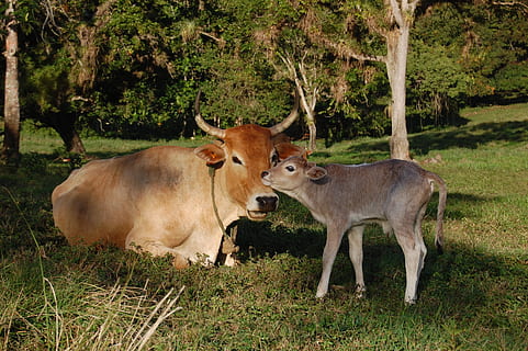 animals, vedells, vaques, mamífer, temes d'animals, grup d’animals, planta, animal, terra, camp, vertebrats, herba, animals domèstics, arbre, ramat, vaca, dos animals, naturalesa, bestiar, cap gent, nacional, mascotes, dia, herbívors, a l'aire lliure, família d’animals, 2K, CC0, domini públic, lliure de regalies