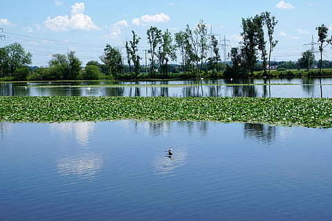Donau, Ehingen, ulm, Deutschland, Fluss, Europa, Natur, Landschaft, Wasser, Bayern, Tal, Wanderung, Sommer-, Pflanze, vegan, Sehenswürdigkeiten, Baum, Blume, Wolken, Panorama, Blau, Herbst, See, Himmel, Wirbeltier, Reflexion, Vogel, Tiere in freier Wildbahn, Tierwelt, Tierthemen, Tier, Schönheit in der Natur, wolke - himmel, Ufergegend, Tag, Ruhe, Szenen - Natur, keine Leute, Ente, draußen, auf dem Wasser schwimmen, 5K, CC0, gemeinfrei, lizenzfrei