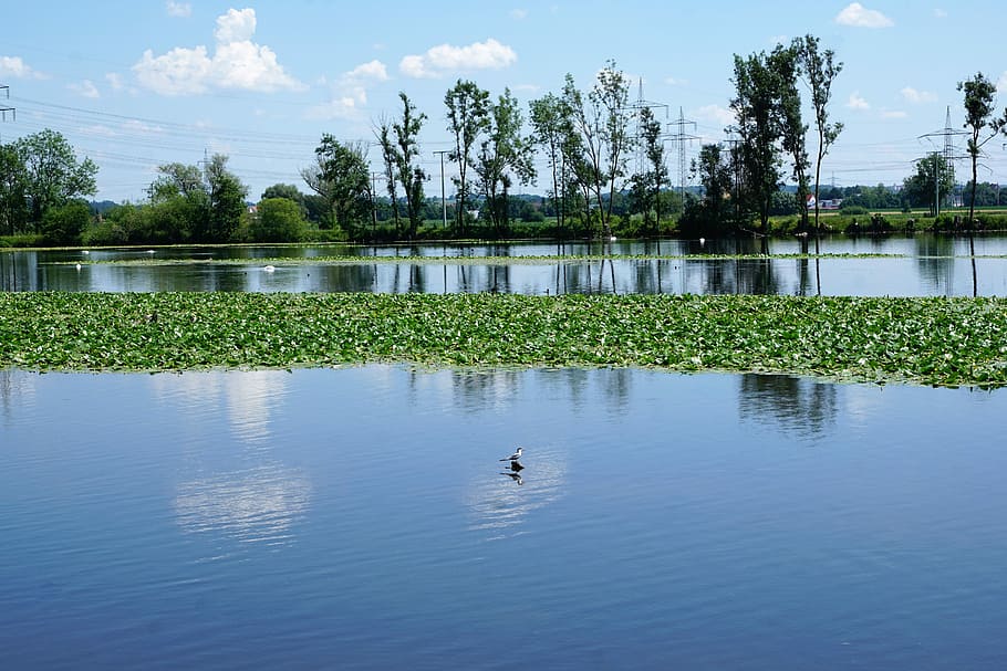 danub, ehingen, ulm, Alemanya, riu, europa, naturalesa, paisatge, aigua, baviera, vall, caminada, estiu, planta, vegà, llocs d'interès, arbre, flor, núvols, panorama, blau, tardor, llac, cel, vertebrats, reflexió, ocell, animals a la natura, fauna animal, temes d'animals, animal, bellesa a la natura, núvol - cel, davant del mar, dia, tranquil·litat, escenics - natura, cap gent, ànec, a l'aire lliure, flotant a l'aigua, 5K