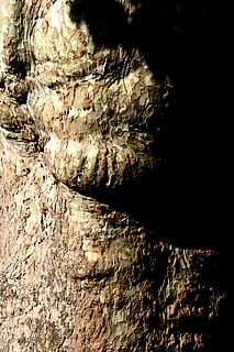 tree, plane, log, grain, light, shadow, detail, nature, forest, close-up, textured, no people, rough, wood - material, pattern, rock, sunlight, day, solid, tree trunk, outdoors, backgrounds, full frame, rock - object, trunk, bark, rock formation, eroded, 5K, CC0, public domain, royalty free