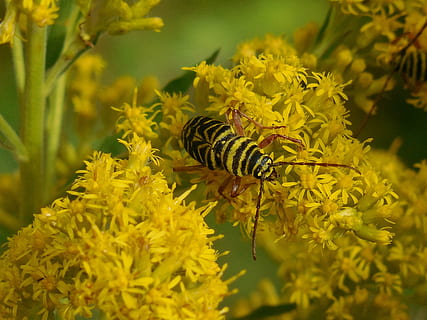 insetto, scarafaggio, natura, animale, volare, design, macro, giardino, nero, antenna, ala, verde, selvaggio, locusta, Borer, alato, volante, giallo, creatura, esotico, petali, foglia, verga d'oro, temi animali, fiore, pianta fiorita, fauna selvatica, invertebrato, animali allo stato selvatico, un animale, pianta, bellezza nella natura, avvicinamento, nessuno, freschezza, fragilità, crescita, petalo, testa di fiore, all'aperto, impollinazione, 4K, CC0, dominio pubblico, privo di copyright
