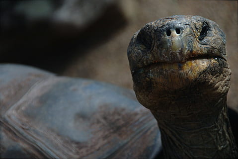 animal, shell, tortoise, turtle, wild animal, public domain images, close-up, no people, animal themes, animal wildlife, animal body part, reptile, animal head, sculpture, sea, nature, history, ancient, outdoors, land, art and craft, focus on foreground, animals in the wild, marine, tortoise shell, 4K, CC0, public domain, royalty free
