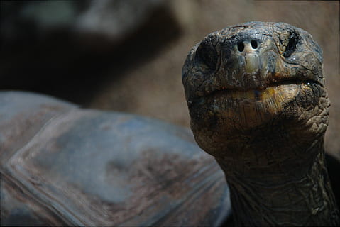 Marrone, tartaruga, superficiale, fotografia a fuoco, selettivo, conchiglia, capo, animale, viso, difficile, rugosa, ruga, vita oceanica, mondo acquatico, Ciao, curiou, paesaggio, nero, avvicinamento, temi animali, nessuno, rettile, parte del corpo animale, fauna selvatica, testa di animale, concentrarsi sulle conoscenze acquisite, un animale, storia, natura, arte e artigianato, scultura, all'aperto, antico, animali allo stato selvatico, statua, guscio di tartaruga, 4K, CC0, dominio pubblico, privo di copyright