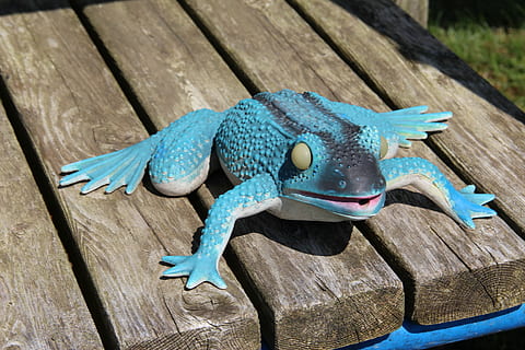 rana, panchina, lon, scherzo, anfibio, contento, legno - materiale, blu, animale, temi animali, fauna selvatica, avvicinamento, un animale, vertebrato, nessuno, animali allo stato selvatico, giorno, concentrarsi sulle conoscenze acquisite, vista dall'alto, natura, legna, tavola, rappresentazione animale, passerella, rettile, all'aperto, color turchese, 5K, CC0, dominio pubblico, privo di copyright