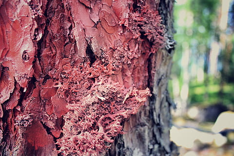 árvore marcada, natureza, fechar-se, árvore, vermelho, verão, ao ar livre, tronco de árvore, texturizado, focar em primeiro plano, dia, tronco, plantar, rude, ninguém, crescimento, latido, casca de planta, intemperizado, estrutura construída, arquitetura, padronizar, foco seletivo, líquen, 5K, CC0, domínio público, royalty free