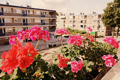 flowers, geranium, sill, window, view, block, urban, urban setting, summer, flower, flowering plant, plant, architecture, pink color, building exterior, nature, vulnerability, beauty in nature, fragility, freshness, built structure, inflorescence, flower head, growth, petal, day, no people, close-up, building, outdoors, springtime, flowerbed, row house, 4K, CC0, public domain, royalty free
