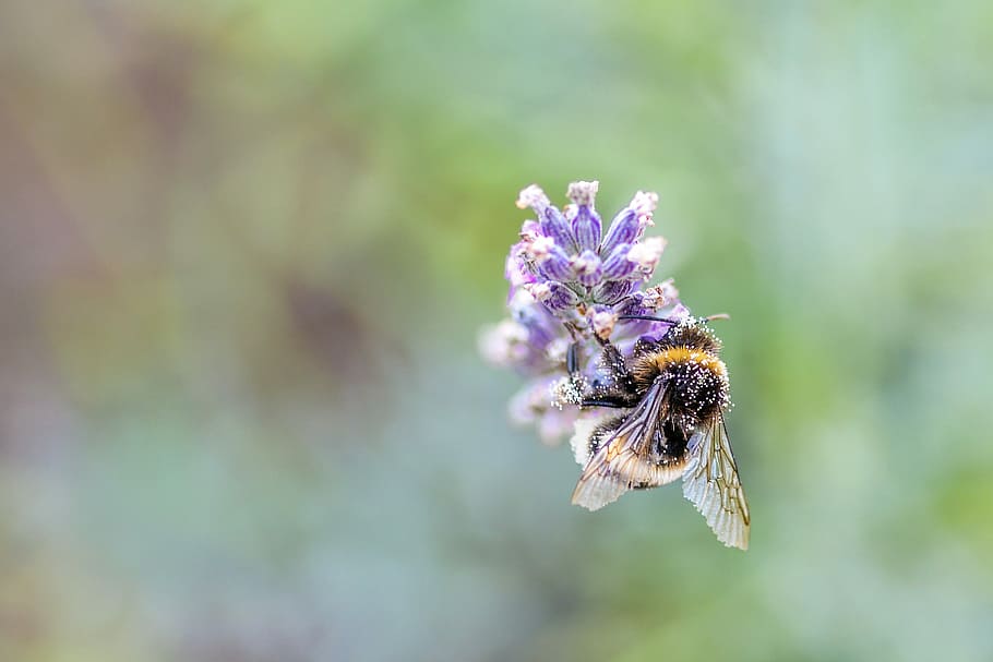 YELLOWJACKET, Violet, flori, albină, floare, insectă, furaj, macro, planta cu flori, animale sălbatice, animal, a închide, frumusețe în natură, animale în sălbăticie, animale tematice, plantă, un animal, nevertebrat, să se concentreze asupra primelor elemente, cap de floare, fragilitate, vulnerabilitate, prospeţime, creştere, polenizare, nici o persoana, în aer liber, bondar, lavandă, planta înțepenită, 5K
