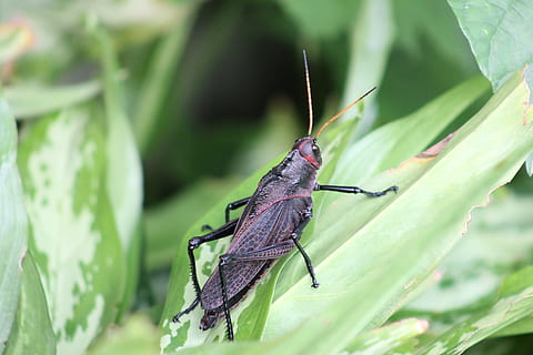 insecte, cricket, temes d'animals, animal, fauna animal, invertebrat, un animal, animals a la natura, color verd, part de la planta, full, planta, primer pla, naturalesa, dia, ala dels animals, a l'aire lliure, cap gent, bellesa a la natura, part del cos dels animals, enfocament selectiu, 4K, CC0, domini públic, lliure de regalies