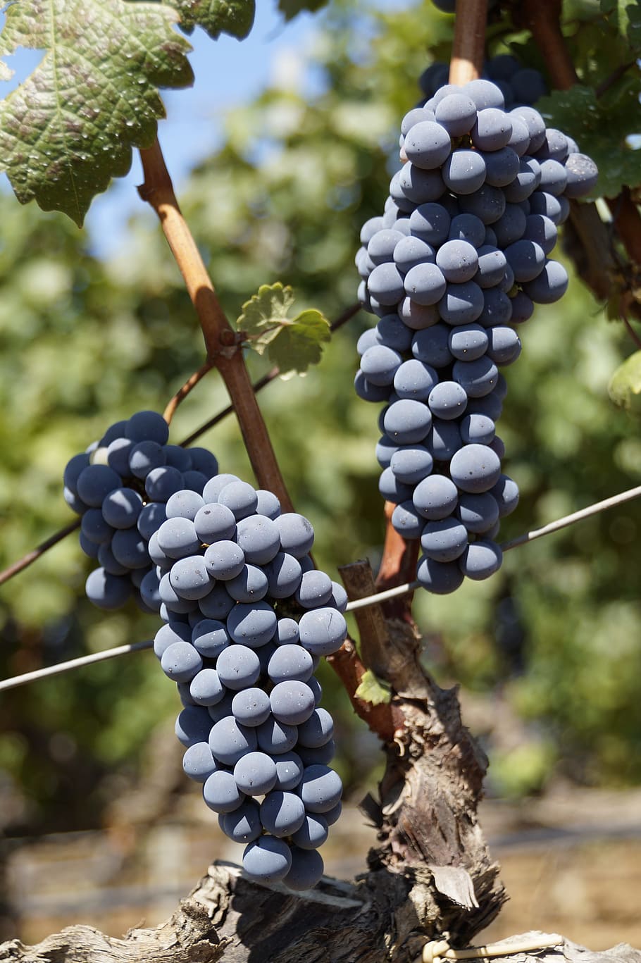 Traube, Blau, Obst, Rebe, Natur, Sonne, Weinernte, Fokus auf den Vordergrund, Weinberg, Essen und Trinken, Lebensmittel, Landwirtschaft, Wachstum, Baum, Tag, keine Leute, Pflanze, gesundes Essen, Bündel, Nahansicht, Wein machen, Land, Bauernhof, Wohlbefinden, draußen, Plantage, reif, 5K
