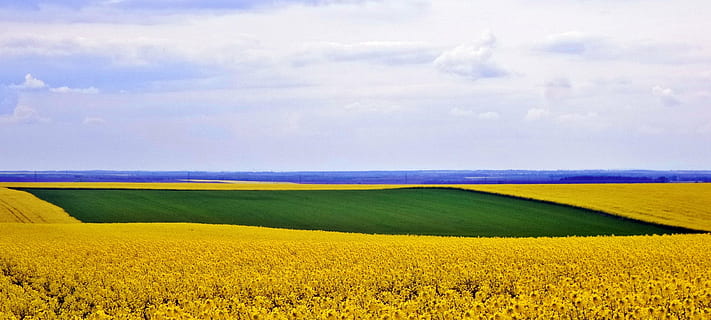 naturalesa, violació, cel, primavera, camp, groc-verd, paisatge, flor, bellesa a la natura, terra, planta, groc, medi ambient, escenics - natura, escena rural, tranquil·litat, escena tranquil·la, planta amb flors, agricultura, núvol - cel, creixement, idíl·lic, colza, cap gent, granja, a l'aire lliure, paisatge rodant, 1080P, CC0, domini públic, lliure de regalies