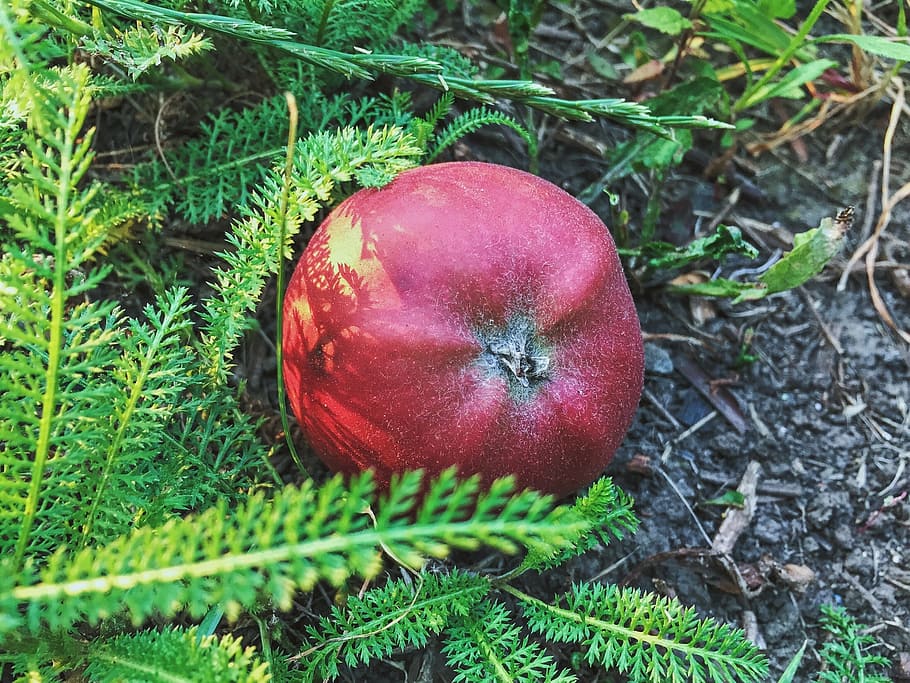 Mela, frutta, erba, estate, Mela rossa, cibo e bevande, rosso, cibo, mangiare sano, pianta, benessere, freschezza, colore verde, campo, terra, natura, crescita, vista dall'alto, giorno, nessuno, avvicinamento, all'aperto, verdura, 1080P