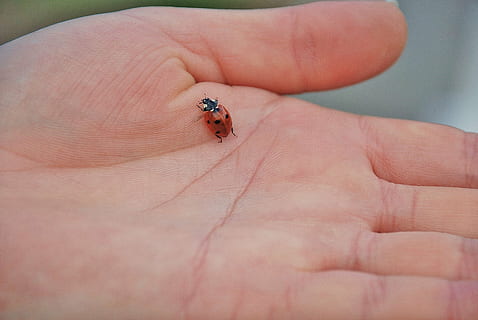 selectiu, centrat, foto, pudor d'error, marieta, primavera, marietes, vermell, senyora, error, bonic, errors, insectes, animal, naturalesa, esperança, macro, mà, mans, dit, fons, part del cos humà, mà humana, part del cos, una persona, primer pla, invertebrat, un animal, insecte, fauna animal, dia, persona irreconeixible, animals a la natura, centrar-se en primer pla, dit humà, perspectiva personal, petit, 4K, CC0, domini públic, lliure de regalies