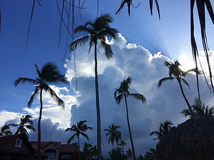 sky, clouds, caribbean, clouds form, blue, cumulus clouds, dramatic, sunny, palm tree, tropical climate, tree, plant, cloud - sky, growth, beauty in nature, coconut palm tree, nature, low angle view, scenics - nature, no people, tranquility, built structure, sunlight, tropical tree, day, tranquil scene, building exterior, outdoors, palm leaf, 2K, CC0, public domain, royalty free