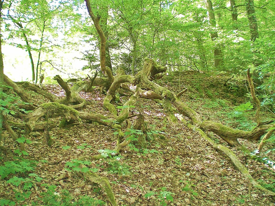molsa, arrel, verd, bosc, desert, deformes, naturalesa, arbre, a l'aire lliure, color verd, paisatge, full, planta, creixement, terra, tranquil·litat, cap gent, dia, tronc, tronc de l'arbre, bellesa a la natura, part de la planta, escena tranquil·la, branca, escenics - natura, selva tropical, 1080P