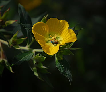 error, insecte, flor, florir, flora, pol·len, naturalesa, pètals, planta, groc, pètal, full, estiu, planta amb flors, fragilitat, bellesa a la natura, vulnerabilitat, frescor, cap de flor, creixement, invertebrat, primer pla, animals a la natura, un animal, fauna animal, temes d'animals, inflorescència, animal, cap gent, polinització, 1080P, CC0, domini públic, lliure de regalies