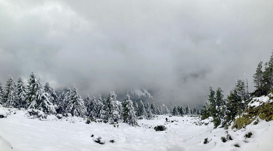 landskapsfotografering, grønn, tre, snø, snødekt, trær, felt, dekket, hunder foto, skog, Sky, vinter, kald, Evergreen, furu, gran, Marmaray, Carpathian, ukrainsk, falle, høst, landskap, natur, kaldtemperatur, skjønnhet i naturen, naturskjønnhet - natur, anlegg, sky - himmel, land, miljø, ingen folk, himmel, ro, rolig scene, fjell, dag, utendørs, ekstremt vær, snowing, snødekte fjell, klima, 4K