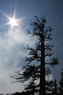 árbol, Dom, humor en la nube, sombra paralela, cielo azul, brillante, cielo, planta, silueta, vista de ángulo bajo, belleza en la naturaleza, nube - cielo, naturaleza, luz del sol, crecimiento, nadie, tranquilidad, paisajes - naturaleza, rayo de sol, escena tranquila, al aire libre, día, destello de lente, rama, 4K, CC0, dominio público, libre de derechos