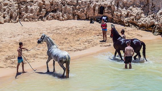 Horses, Bath, Beach, taking bath, bathing, refreshing, heat, swimming, cyprus, animal, people, group Of Animals, outdoors, horse, camel, nature, sand, animal themes, domestic animals, running, full length, mammal, domestic, livestock, group of people, pets, animal wildlife, vertebrate, real people, men, day, leisure activity, land, working animal, adult, riding, herbivorous, 4K, CC0, public domain, royalty free