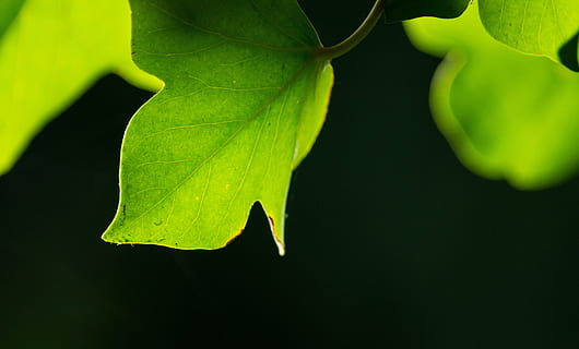 blad, groen, achtergrond, Ranke, omstrengelen, fabriek, bladeren, groen blad, tak, luchtwortels, kamerplant, schaduwspel, romantisch, natuur, tuin-, woekert, dichtbij, macro, herfst, bladaders, liefde, schaduw, natuurlijk, bladsteel, wraps rond, donkere achtergrond, zacht, onscherp, gevoel, tuinieren, deel van de plant, groene kleur, detailopname, schoonheid in de natuur, geen mensen, groei, studio opname, zwarte achtergrond, buitenshuis, versheid, water, dag, geel, boom, breekbaarheid, kwetsbaarheid, 4K, CC0, publiek domein, royaltyvrij